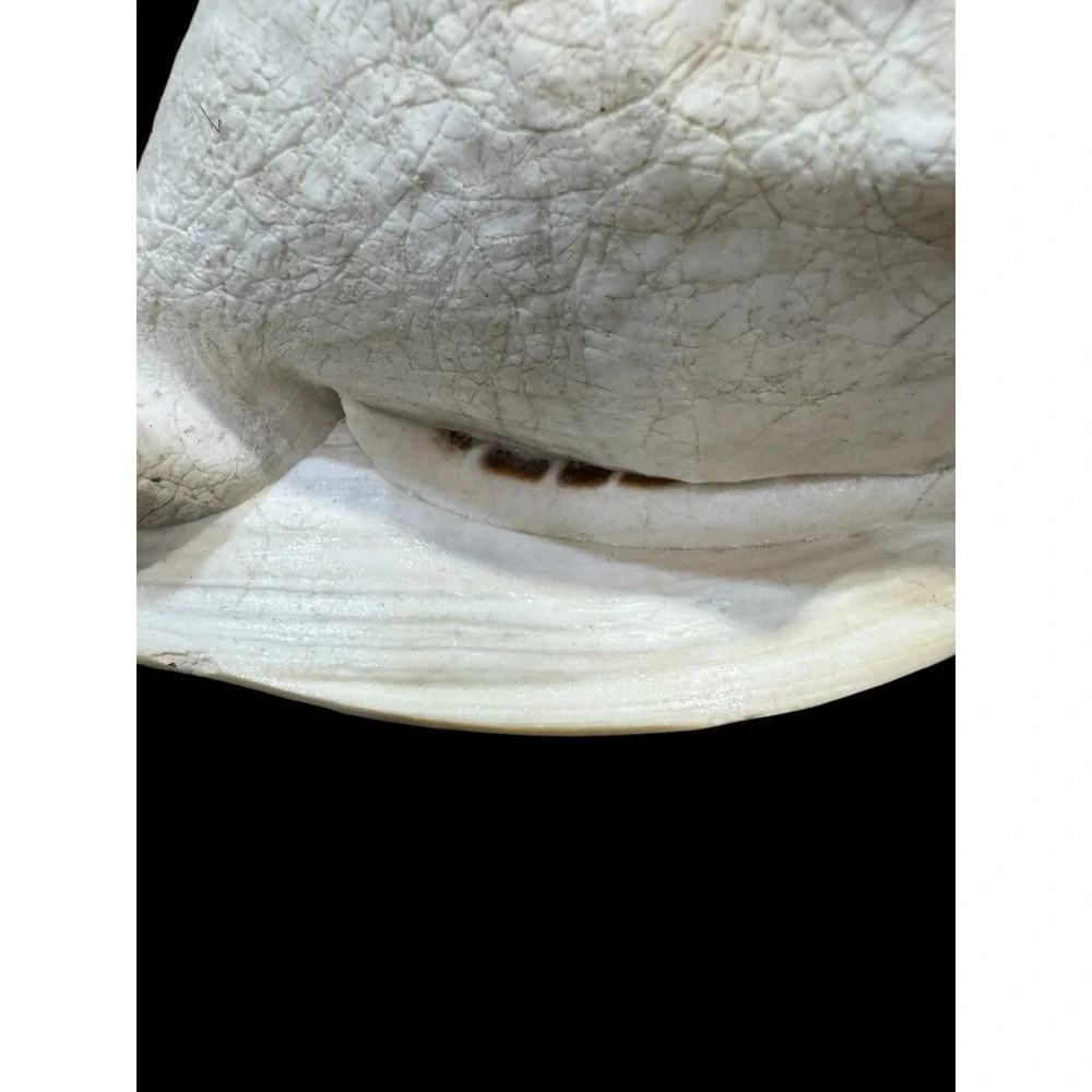 Horned CASSIS Cornuta Helmet Shell Long Lbs Large Conch